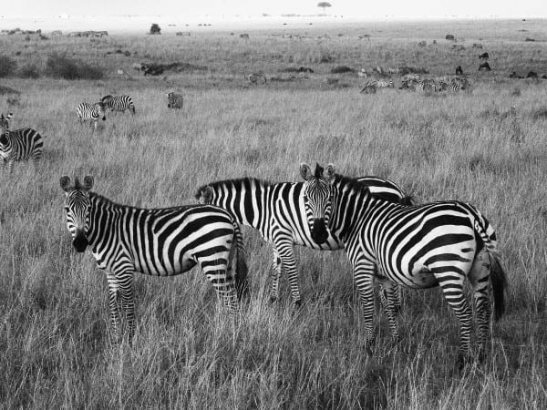 Zebra Picture