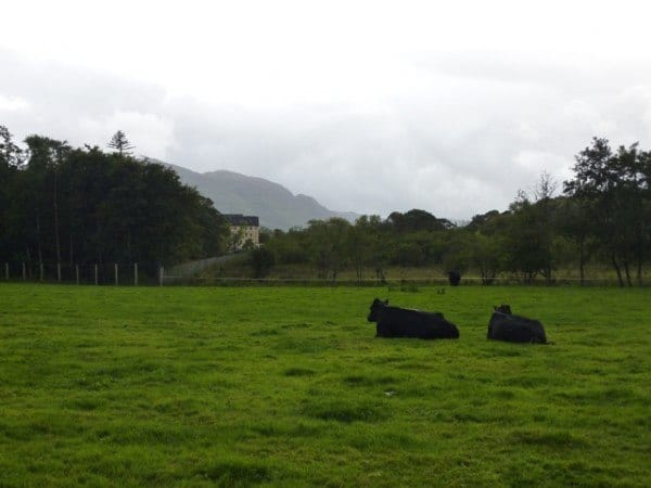 Irish Meadow