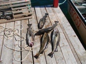Cod Fish Catch Newfoundland