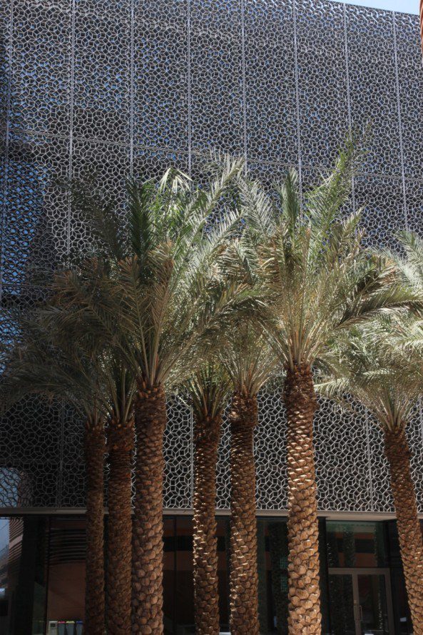 Palm Trees Masdar City UAE